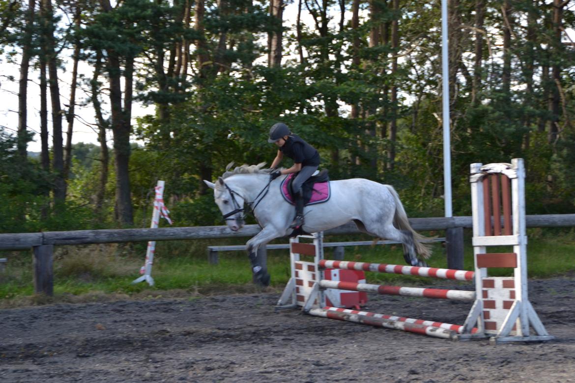 Irsk Sportspony Phantom billede 3