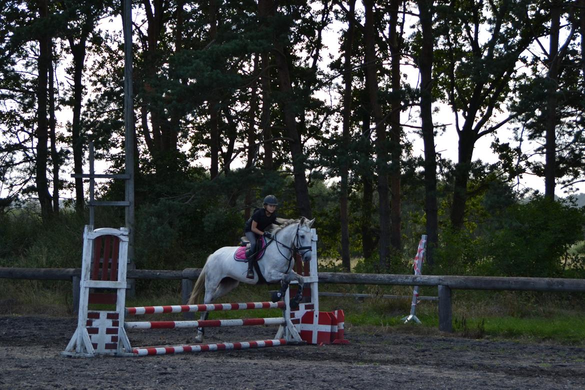 Irsk Sportspony Phantom billede 4