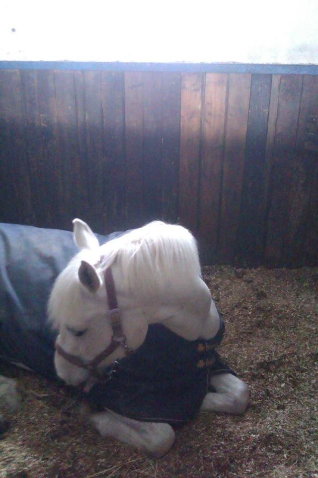 Anden særlig race Vestergaards Quick Step (B-Pony) - Lille Quick'er <3 billede 10