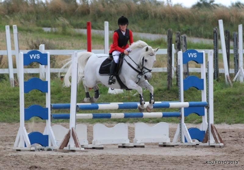 Anden særlig race Vestergaards Quick Step (B-Pony) - LA** HSK billede 12