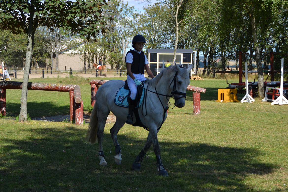 Irsk Sportspony Phantom billede 5