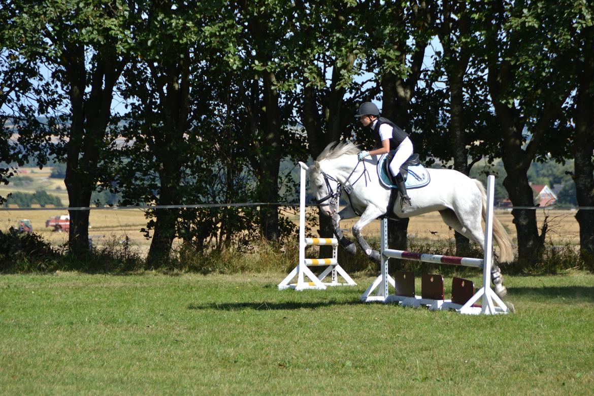 Irsk Sportspony Phantom billede 6