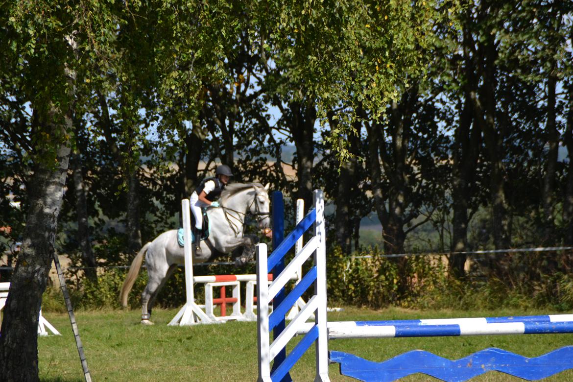 Irsk Sportspony Phantom billede 7