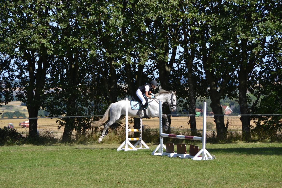 Irsk Sportspony Phantom billede 8