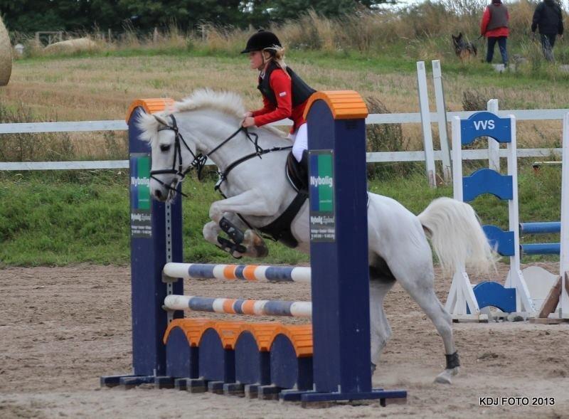 Anden særlig race Vestergaards Quick Step (B-Pony) - LA** <3 HSK billede 14