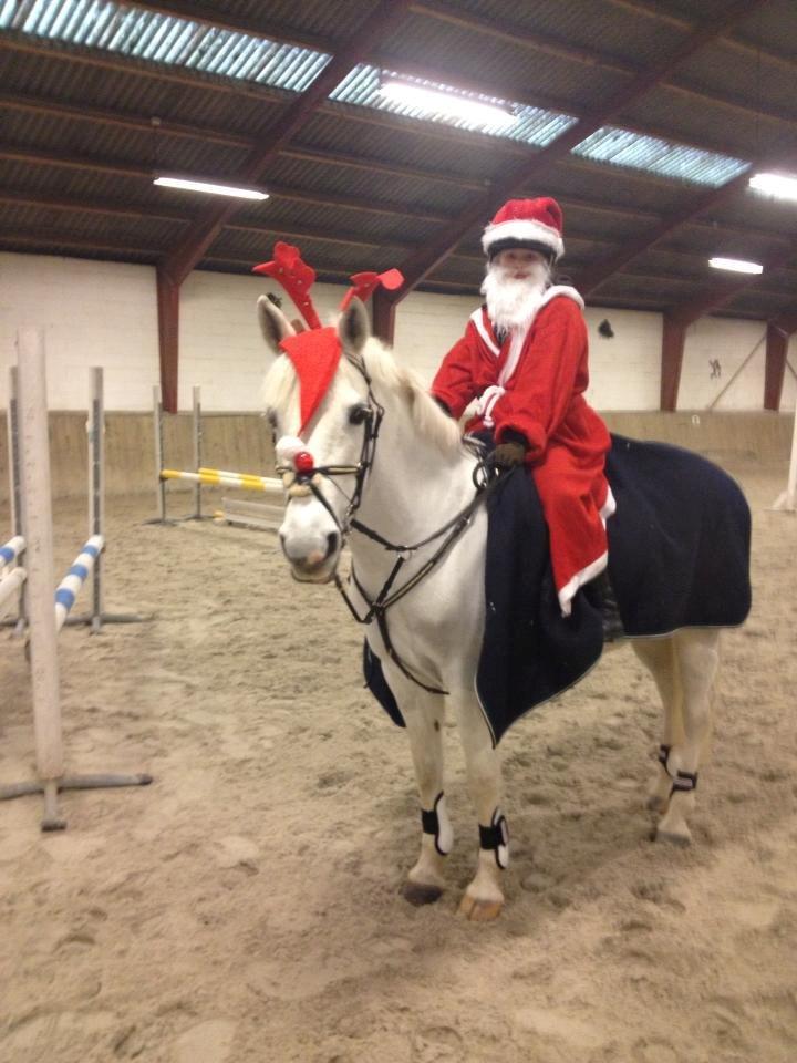 Anden særlig race Vestergaards Quick Step (B-Pony) - Mig og Quick til julestævne <3
NSR billede 15