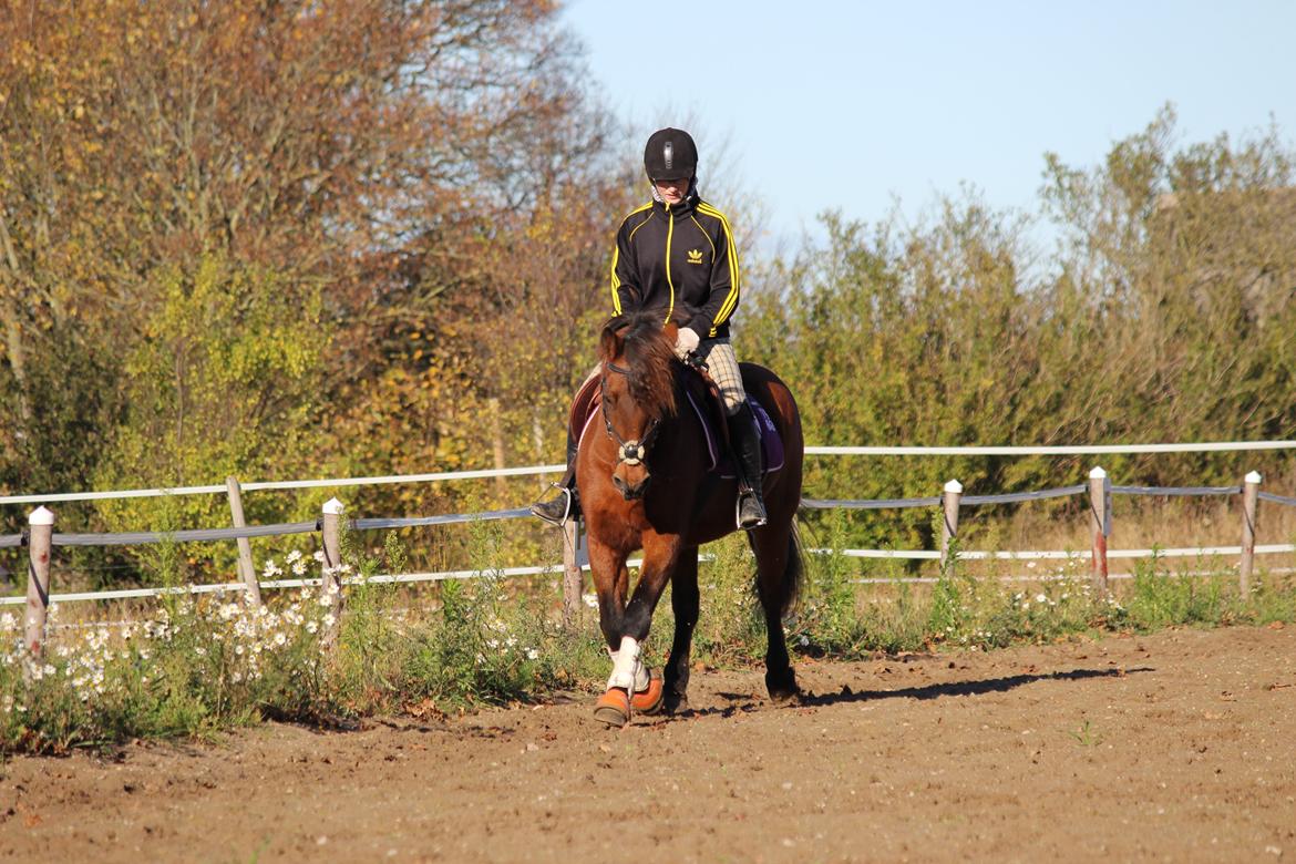 New Forest Megan (Megx) billede 14