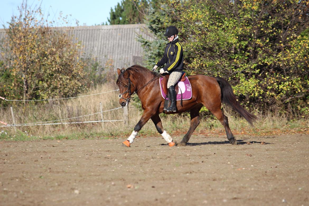 New Forest Megan (Megx) billede 5