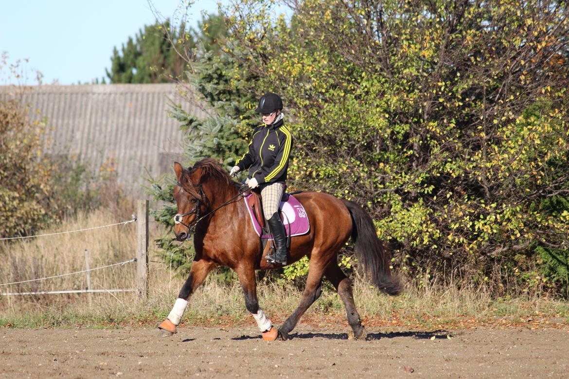 New Forest Megan (Megx) billede 10