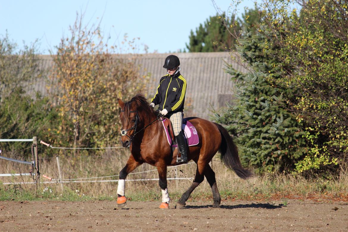 New Forest Megan (Megx) billede 17