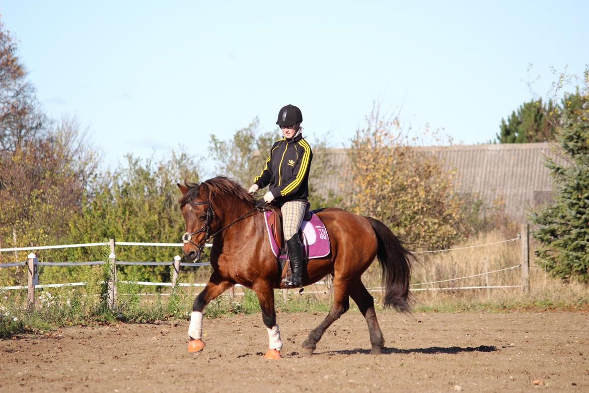 New Forest Megan (Megx) billede 1