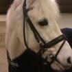 Anden særlig race Vestergaards Quick Step (B-Pony) - Quick<3 billede 17