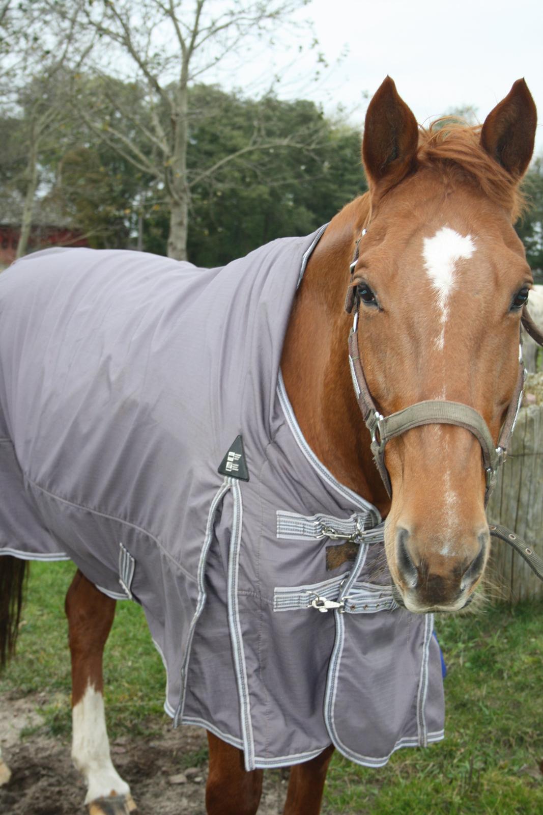 Hannoveraner Whisper billede 17