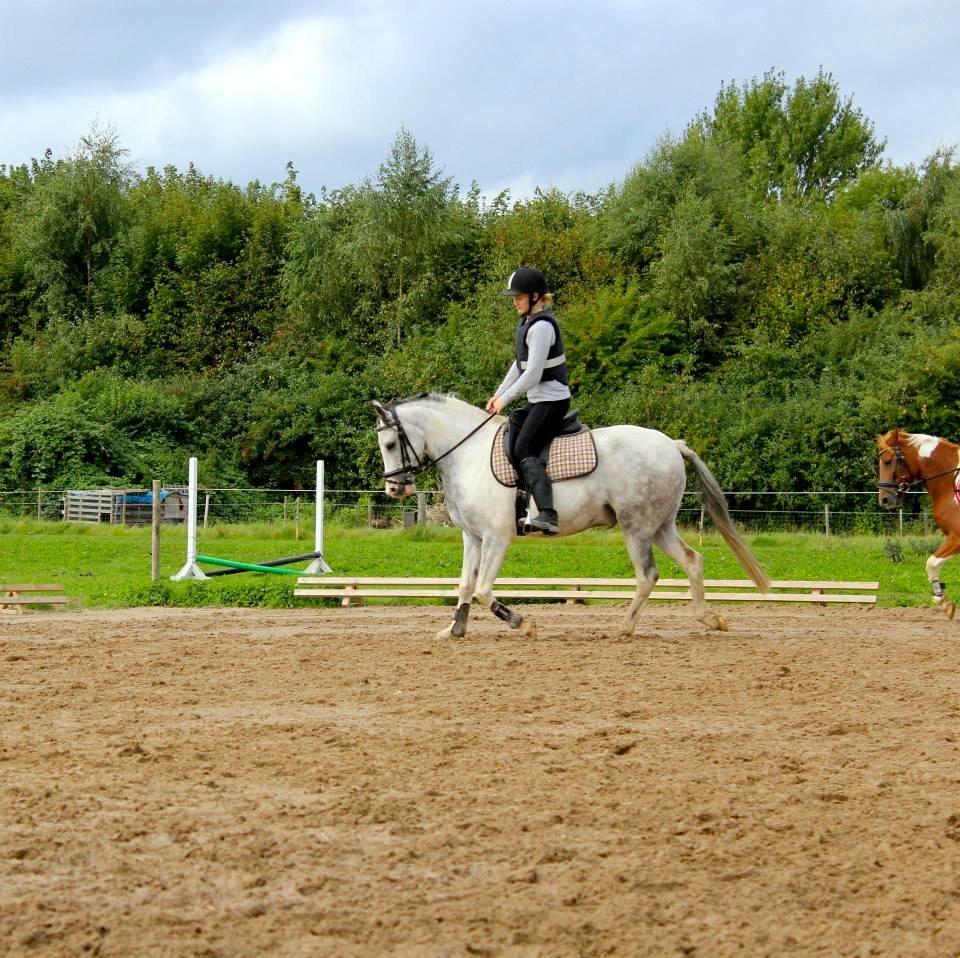 Anden særlig race • Lakota • - Lidt dressur kan man vel også! billede 4