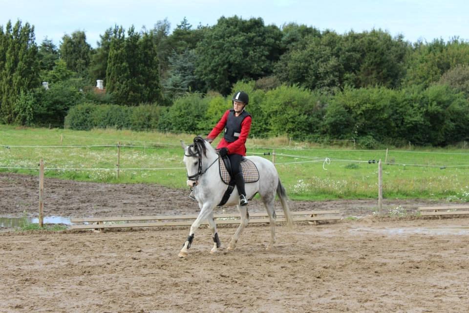 Anden særlig race • Lakota • billede 5