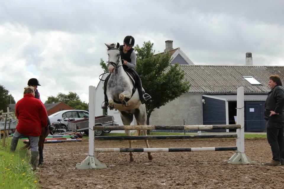 Anden særlig race • Lakota • - Han sprang vildt meget til siden! I know! 80 cm billede 6