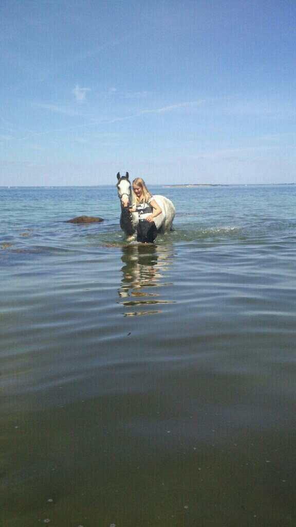 Anden særlig race • Lakota • billede 9