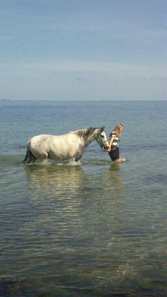 Anden særlig race • Lakota • - Min lille vand pony! <3 billede 2