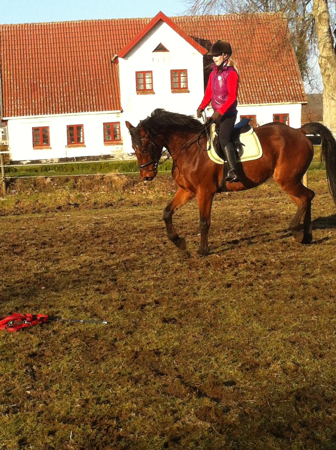 Dansk Varmblod Graff Marron billede 12