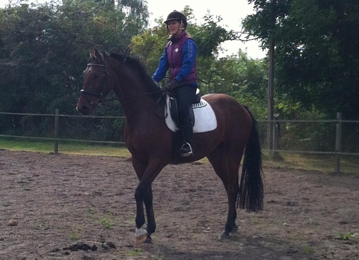 Dansk Varmblod Graff Marron billede 13