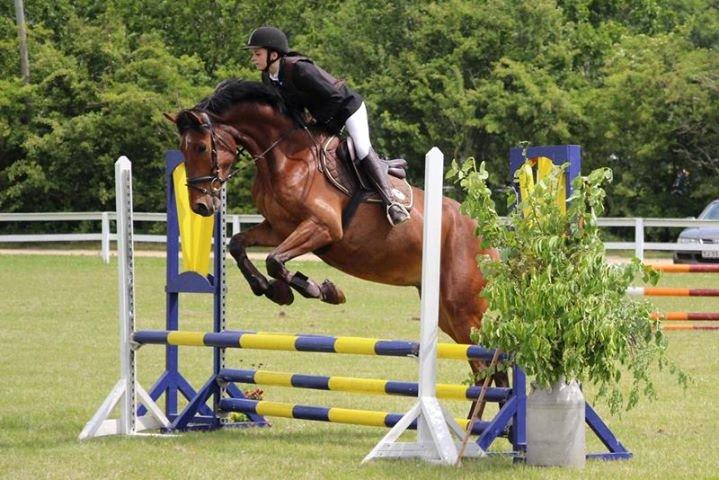 Dansk Varmblod Graff Marron billede 14