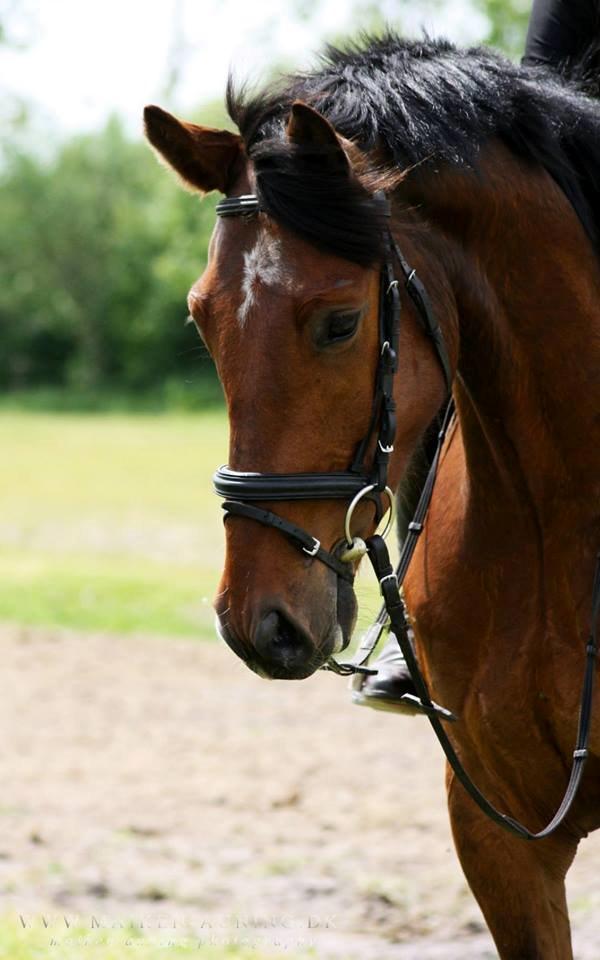 Dansk Varmblod Graff Marron billede 15