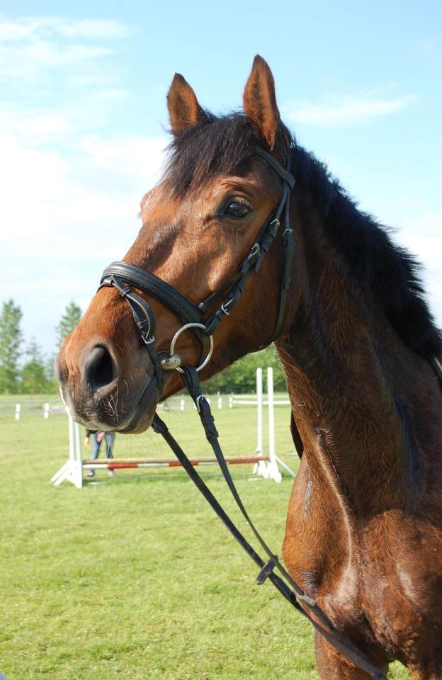 Dansk Varmblod Graff Marron billede 16