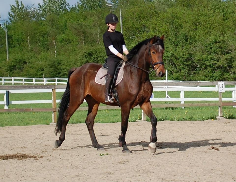 Dansk Varmblod Graff Marron billede 17