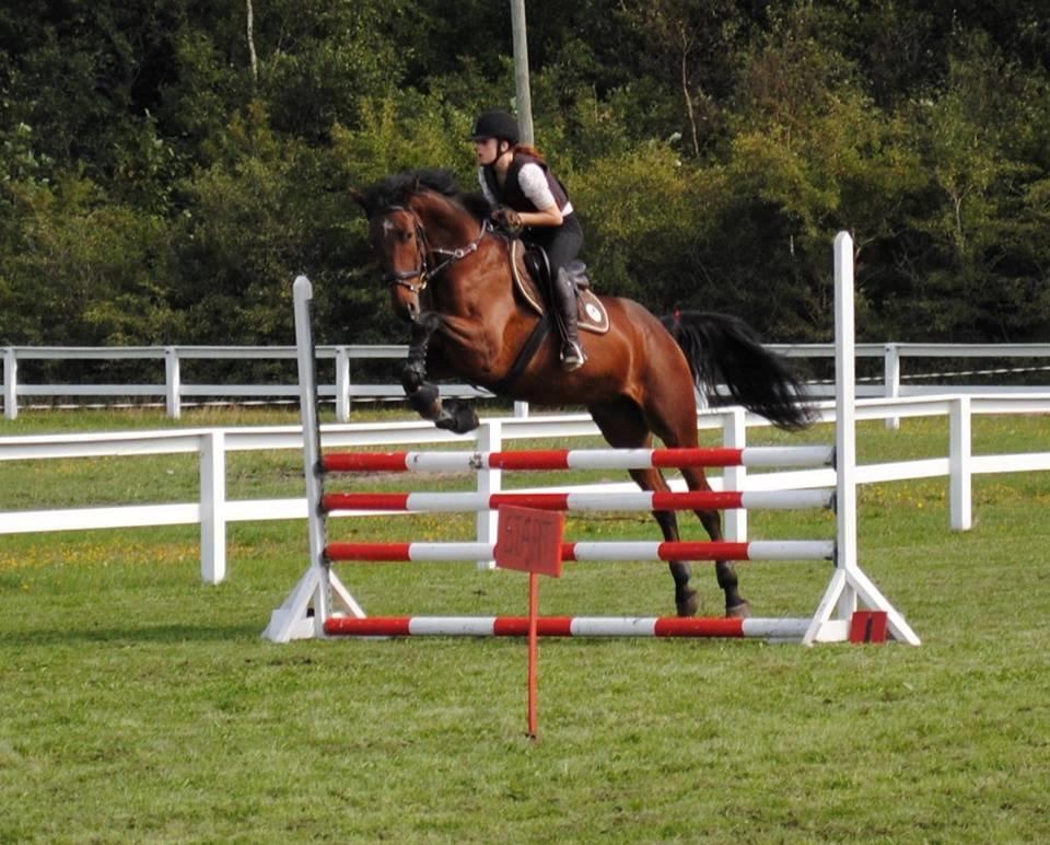 Dansk Varmblod Graff Marron billede 18