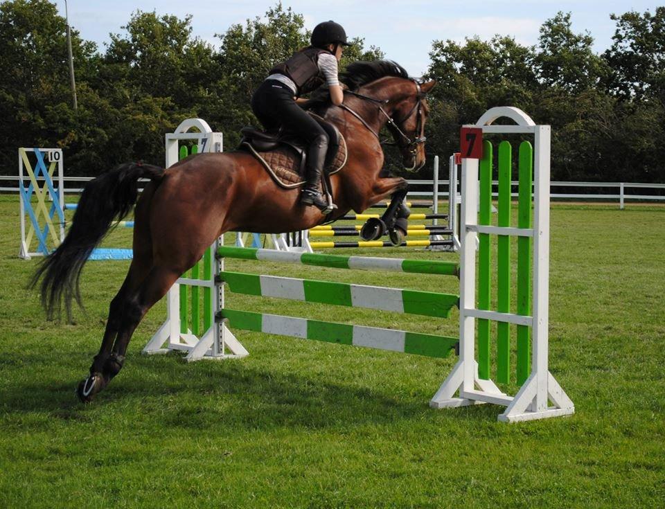 Dansk Varmblod Graff Marron billede 19