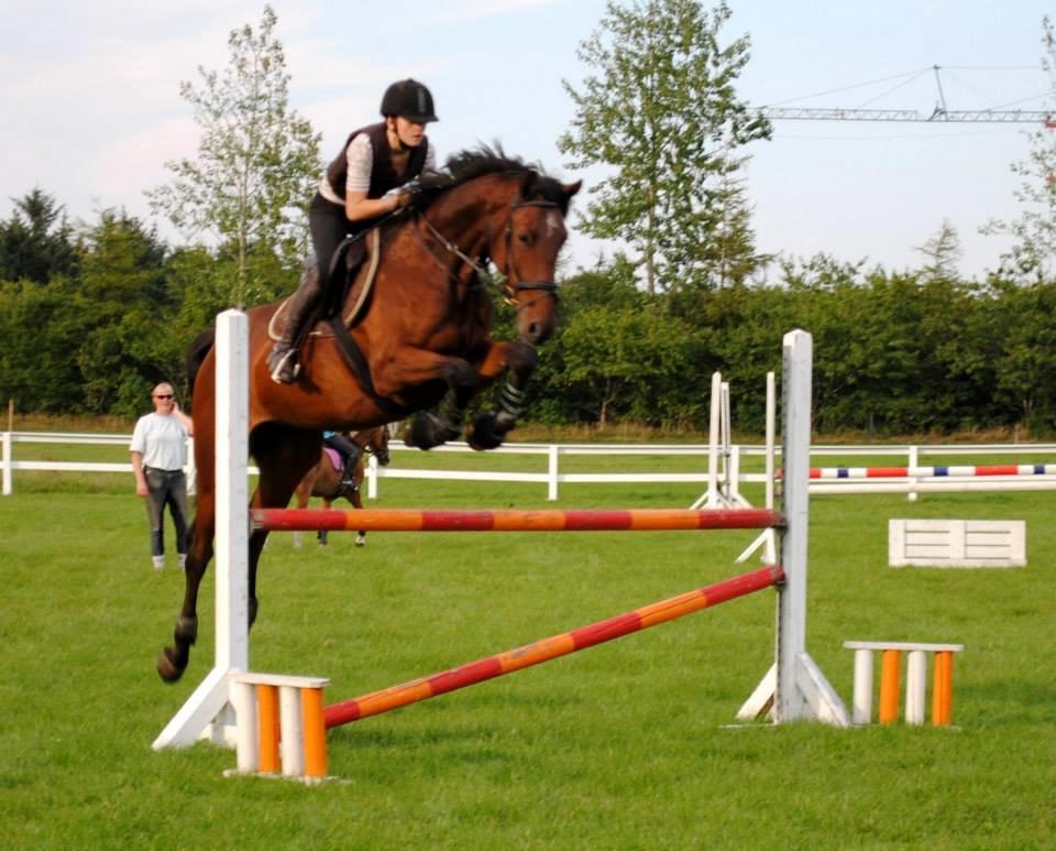 Dansk Varmblod Graff Marron billede 20