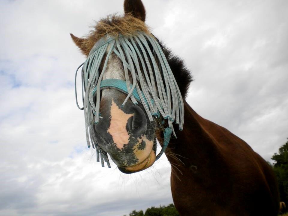 Anden særlig race Ferdinand (namse)  - Muuh!? :P billede 7