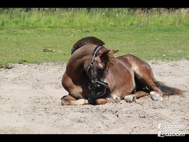 Anden særlig race Ferdinand (namse)  - Velkommen til Ferdinand's profil <3  billede 1