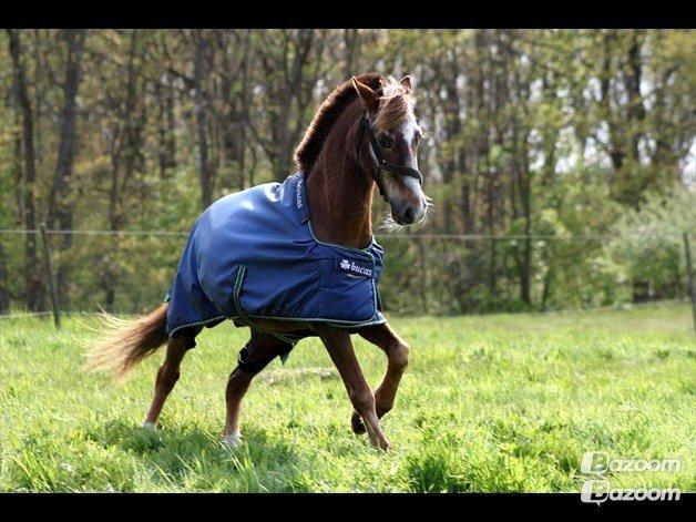 Anden særlig race Ferdinand (namse)  - "Be who you want to be, not what others wants to see." <3  Foto - Sille billede 20