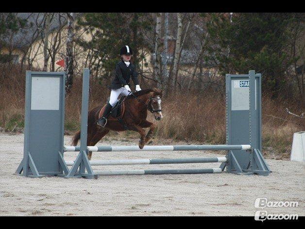 Anden særlig race Ferdinand (namse)  - Helena & Ferdinand til stævne <3 60 cm. billede 8