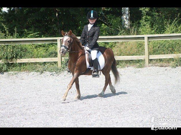 Anden særlig race Ferdinand (namse)  - Helena & Ferdinand til dressur stævne LC2 ;-* billede 21