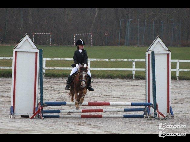 Anden særlig race Ferdinand (namse)  - Helena & Ferdinand til stævne <3 60 cm. Foto - Maria Ebsen  billede 12
