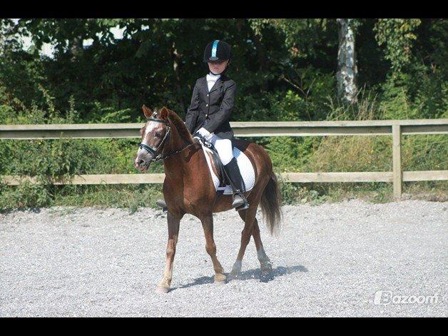 Anden særlig race Ferdinand (namse)  - Helena & Ferdinand til dressur stævne LC2 ;-* billede 15