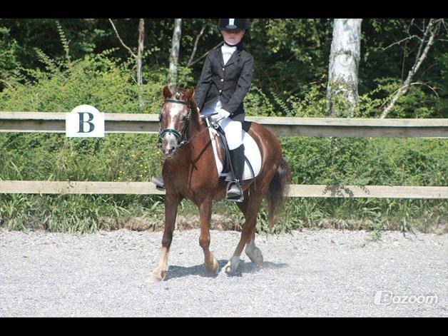 Anden særlig race Ferdinand (namse)  - Helena & Ferdinand til dressur stævne LC2 ;-* billede 19