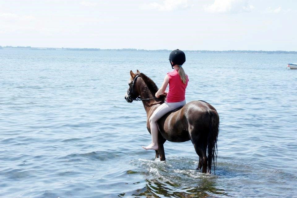 Anden særlig race Ferdinand (namse)  billede 22