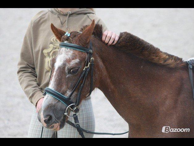 Anden særlig race Ferdinand (namse)  billede 23