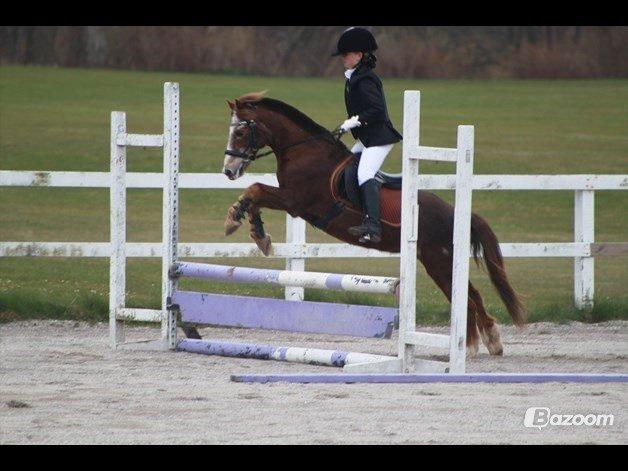 Anden særlig race Ferdinand (namse)  - Helena & Ferdinand til stævne <3 60 cm. Foto - Maria Ebsen  billede 14