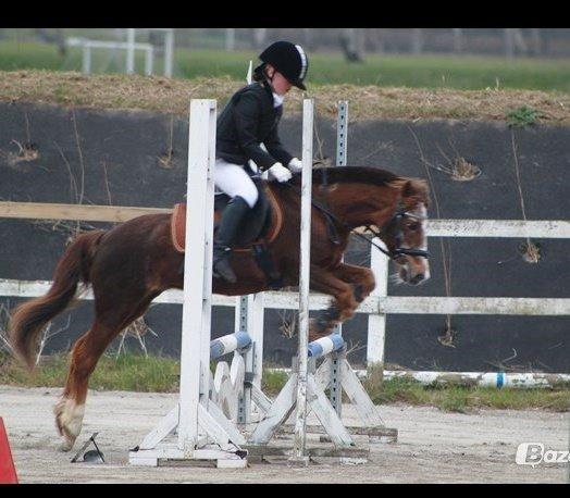 Anden særlig race Ferdinand (namse)  - Helena & Ferdinand til stævne <3 60 cm. Foto - Maria Ebsen billede 10