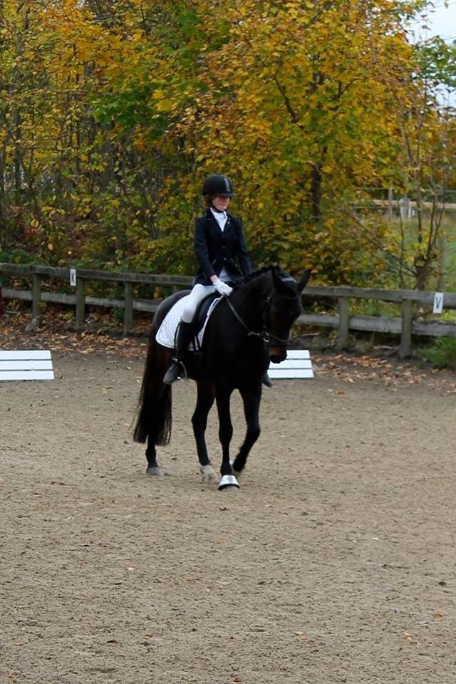 DSP Lucca - LC1 på KDR. Stjernepony<3! billede 7