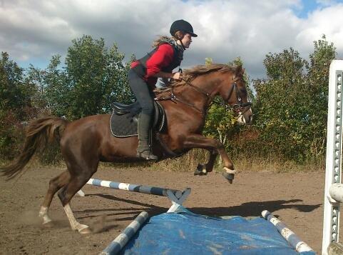 Anden særlig race Vestergårds La Foxy billede 28