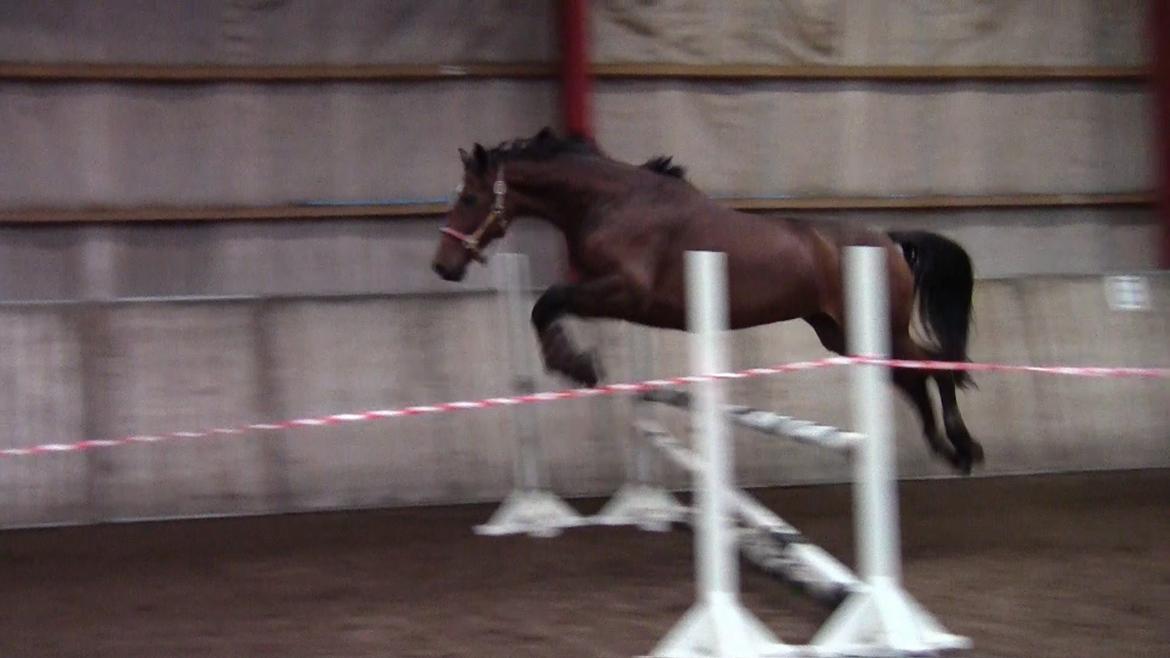 Dansk Varmblod Stengårds Laktose - Løsspring, oktober 2013
 billede 15