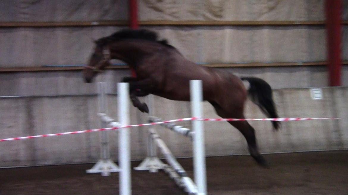 Dansk Varmblod Stengårds Laktose - Løsspring, oktober 2013
 billede 14