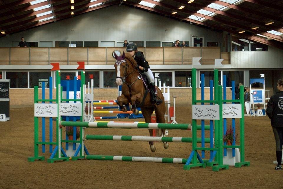 New Forest Remontes Gee-Gee -B-pony - Brande C-stævne! Kvalificeret til La!<3 billede 1
