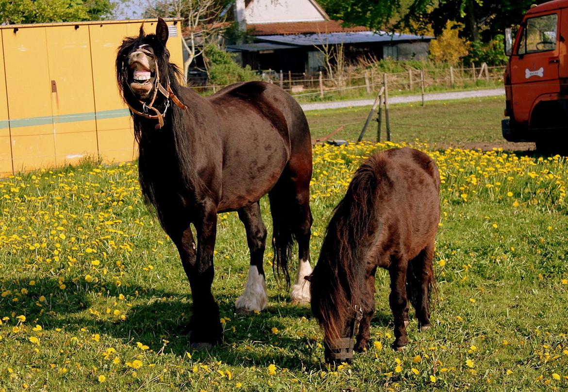 Welsh Cob (sec D) Donna (Frikadellen) billede 2