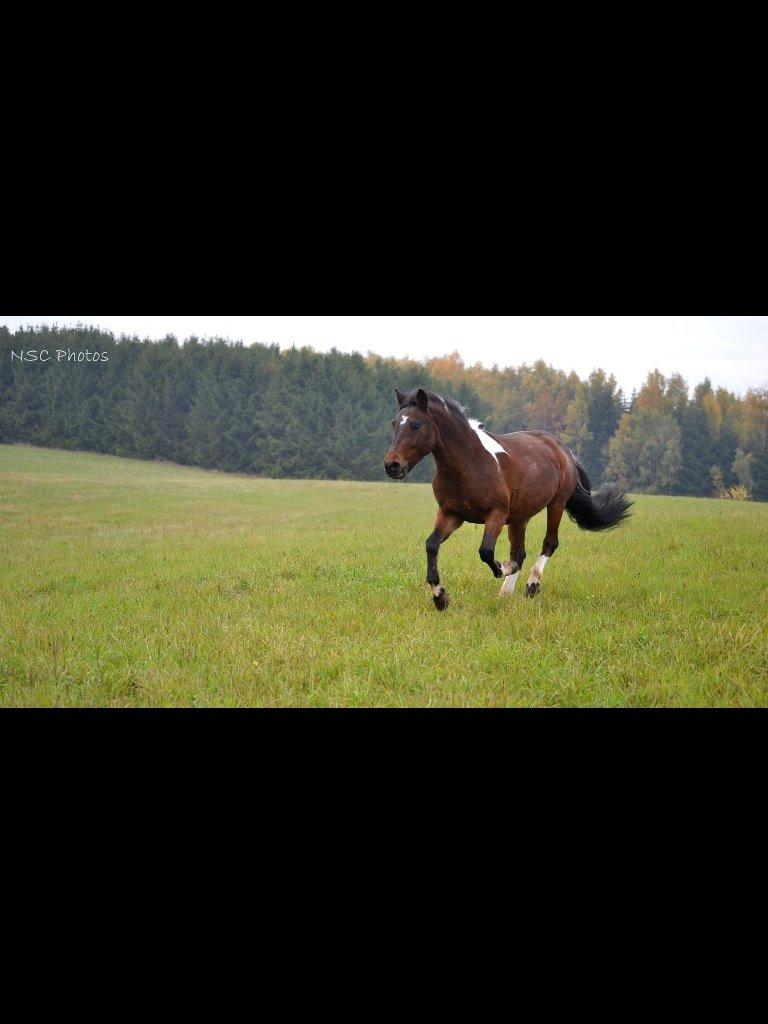 Anden særlig race Bianca billede 7